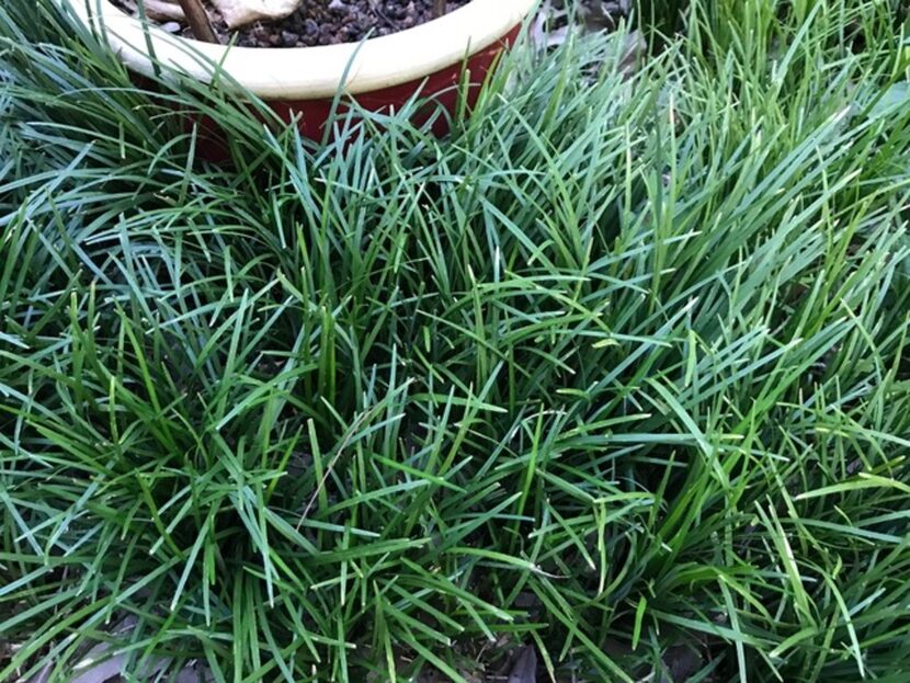 Ophiopogon is a finer texture than liriope.