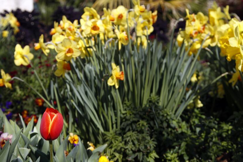 Among a stand of large-cup daffodils stands a lone 'World's Favorite' tulip.
