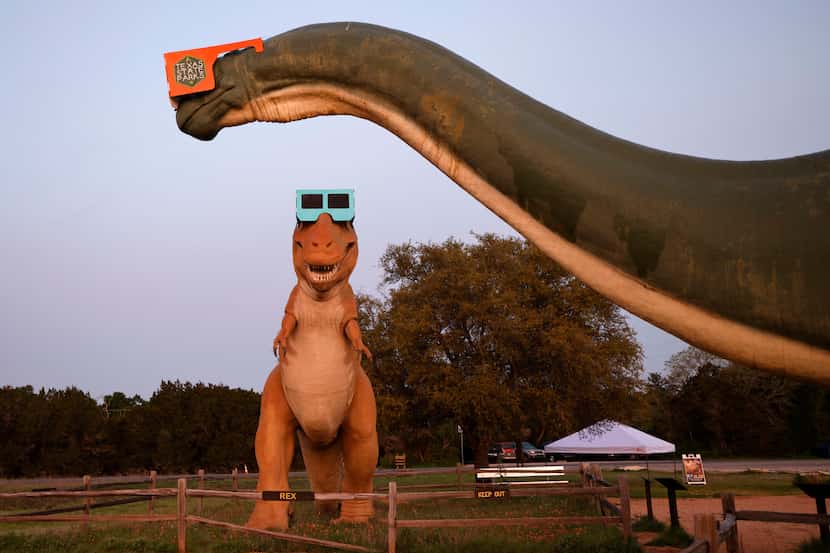 The giant dinosaur models, Apatosaurus, foreground and Tyrannosaurus Rex, wear solar eclipse...