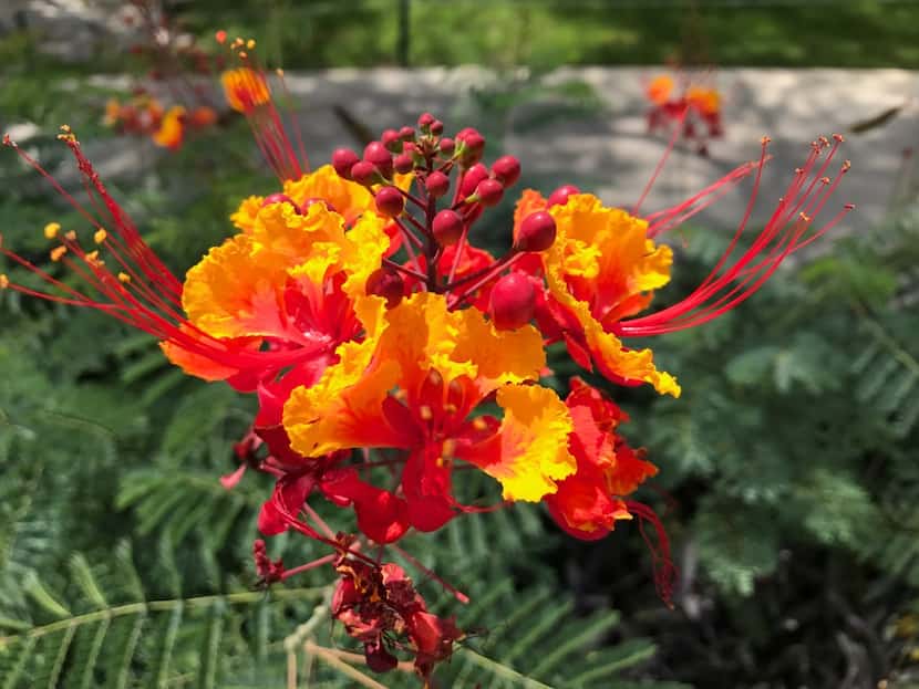 The pride of Barbados (Caesalpinia pulcherrima) is the national flower of Barbados and a...