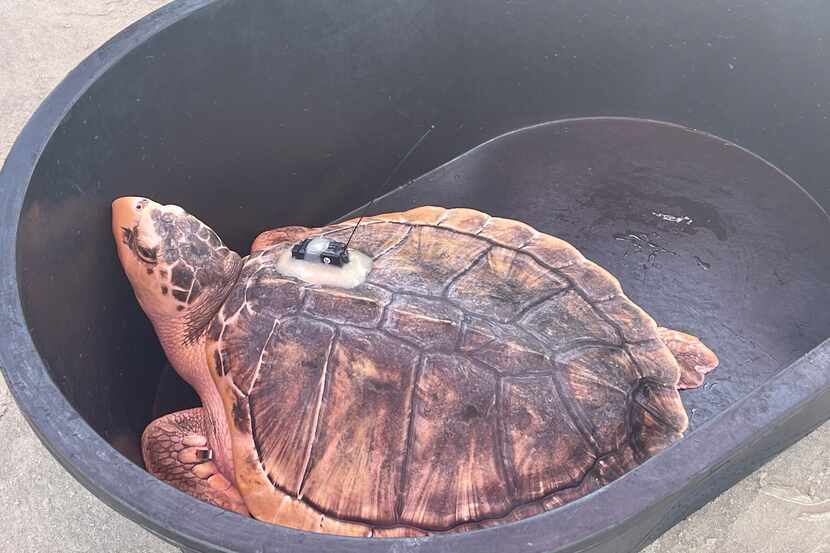 Tally the Turtle during her 4,600-mile journey from Wales to Texas.