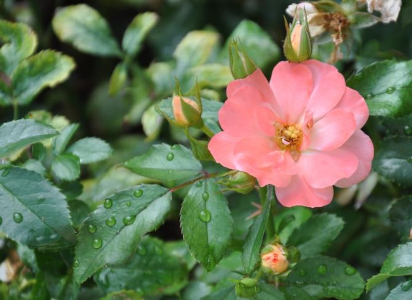 
Ground cover roses grow low and spreading and bloom repeatedly from spring through fall,...