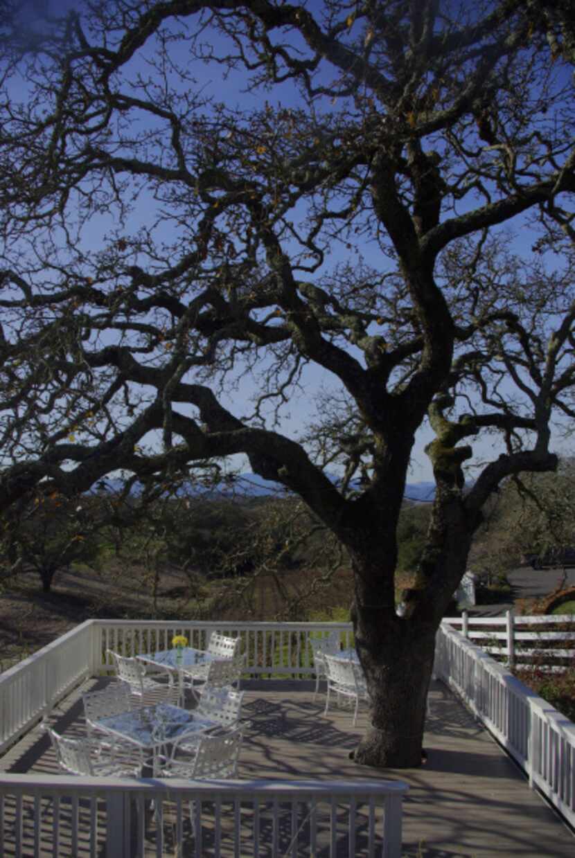 Visitors can lounge on the patio, shaded by a magnificent blue oak tree at Aonair Wine.