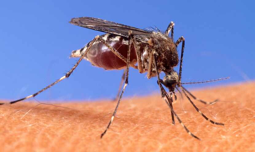 This image provided by the USDA Agricultural Research Service shows a close-up of a mosquito...