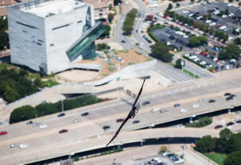 A turkey vulture flies over downtown Dallas outside the 69th floor of the Bank of America...