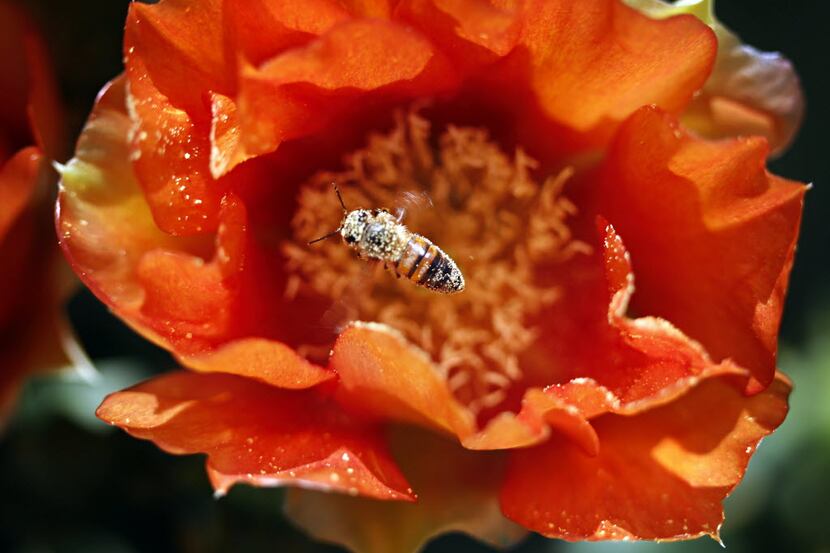 A pollen-covered bee emerged from a flower last April in downtown Dallas. Dr. Jeffrey...