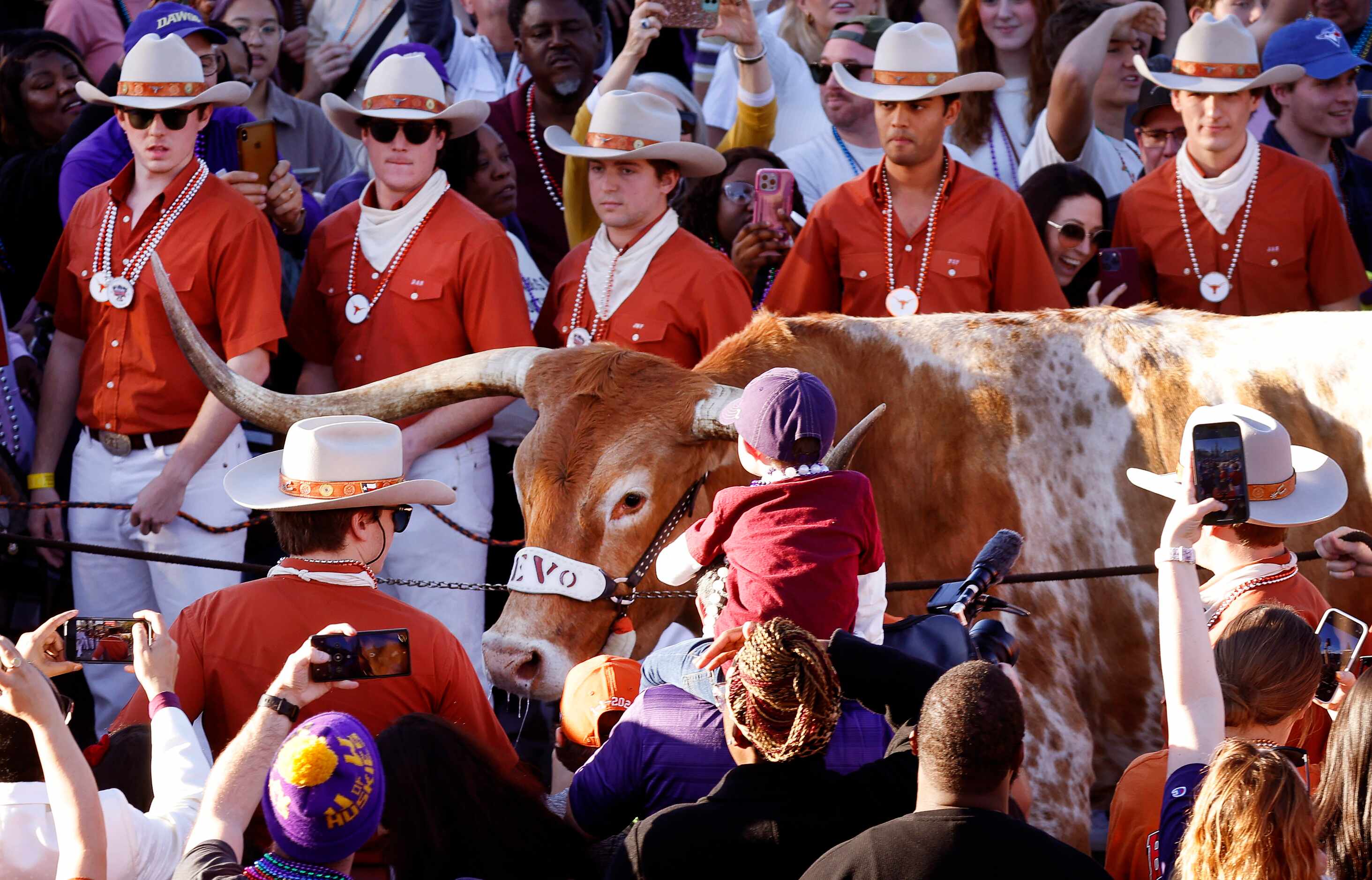 The Silver Spurs escort Bevo, the Texas Longhorns mascot, down Decatur St during the Mardi...
