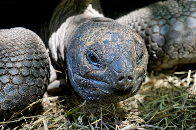 
A giant tortoise lounged in a pen behind Anse Lazio beach on the Seychelles’ Praslin...