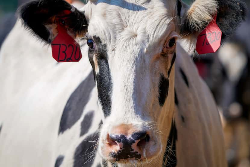 Dairy cows move between barns at a Texas farm on Tuesday, June 15, 2021.