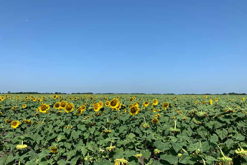 Fields of sunflowers stretch toward the sky in Whitewright, about an hour’s drive from Frisco.