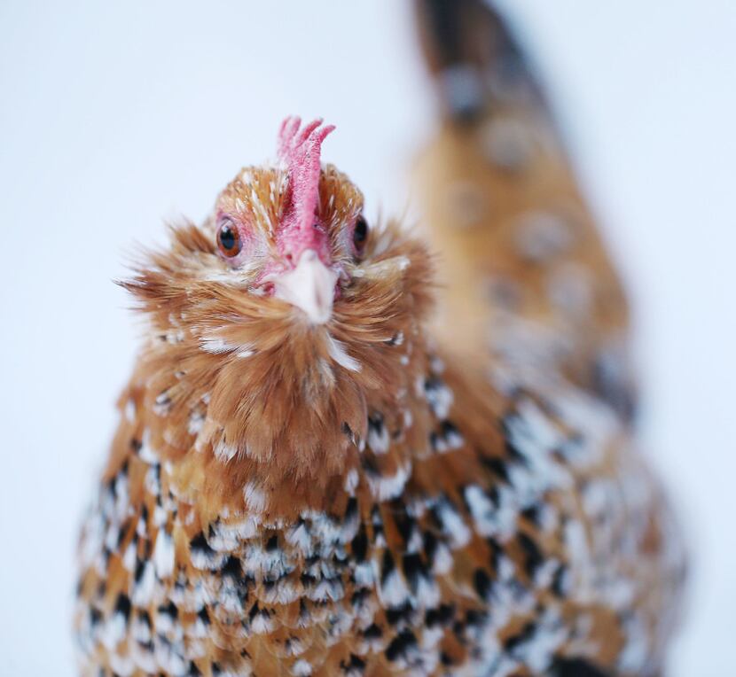 A chicken named "Goldie" stands for a portrait while eating mealworms in the backyard of...