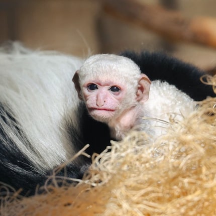 The newest member of the Dallas Zoo's black and white colobus monkey troop was born Jan. 26.