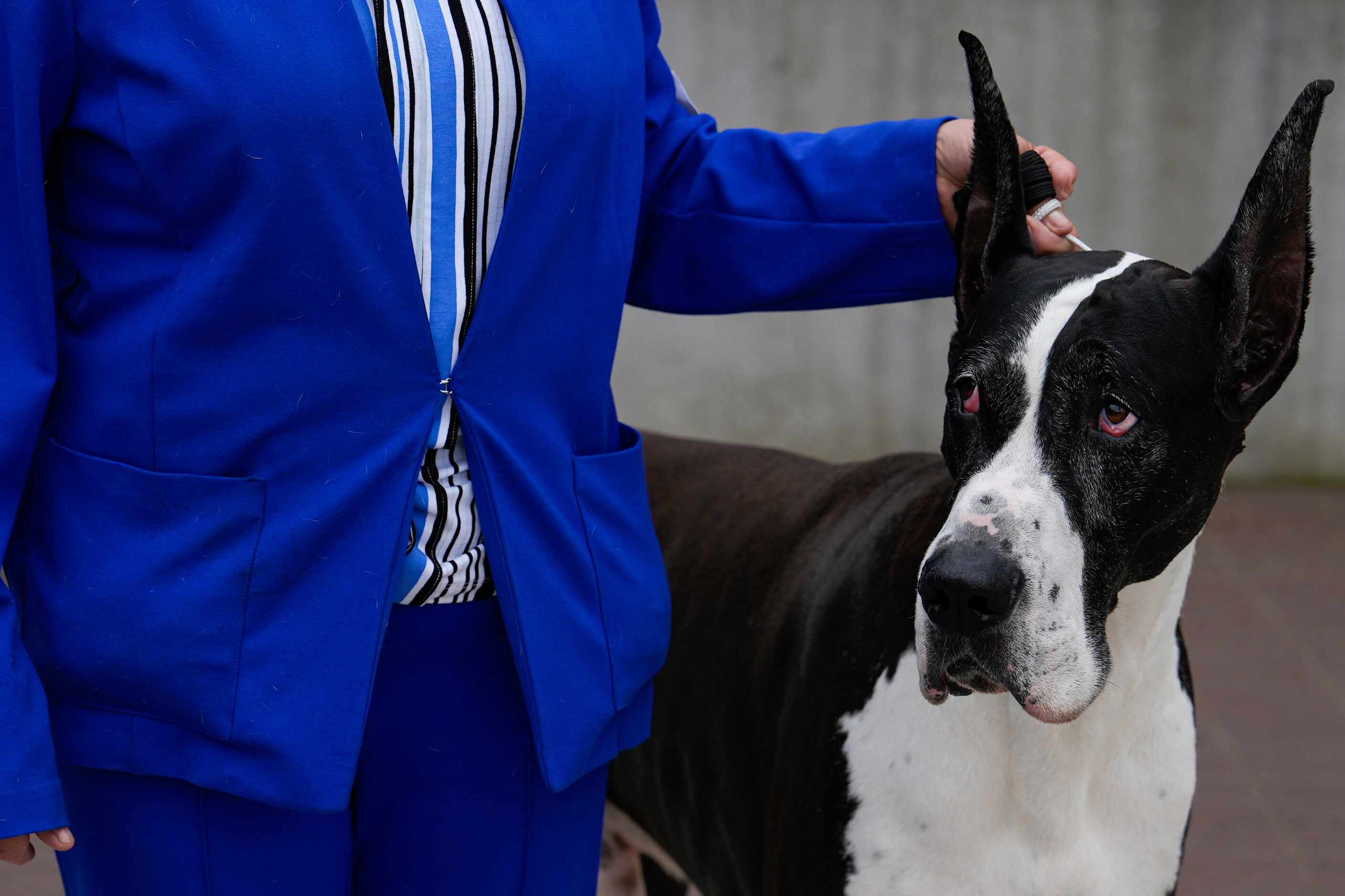 A great Dane waits for breed group judging at the 148th Westminster Kennel Club Dog show,...