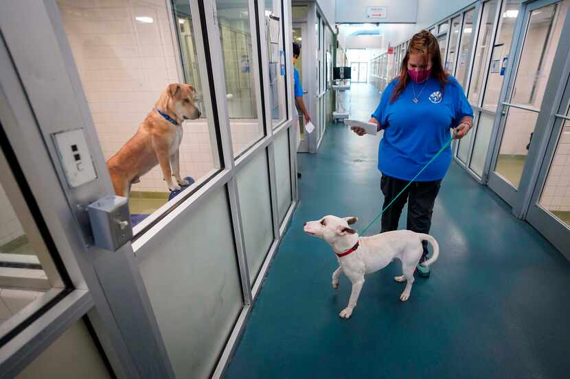 El Dallas Animal Services tiene a 324 perros y 98 gatos en sus instalaciones, por lo que...
