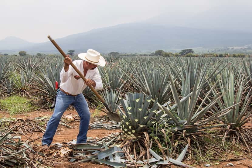 Mexican farmer, skilled at harvesting agave for tequila on an agave plantation in Tequila,...
