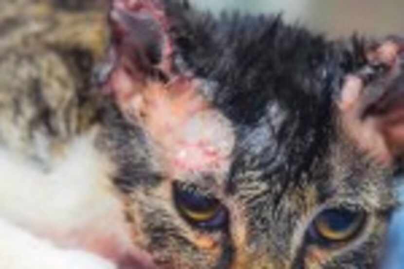  Blossom was found Sept. 25 in an apartment complex near AT&T Stadium with severe burns....