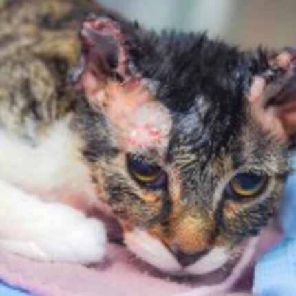  Blossom was found Sept. 25 in an apartment complex near AT&T Stadium with severe burns....