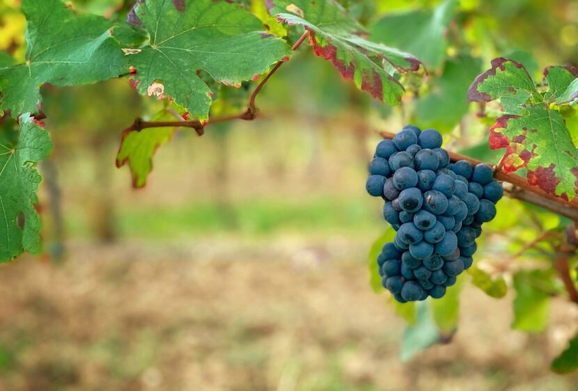 Pinot noir grapes ready for harvest at the Ferrari estate in Trentino, Italy.