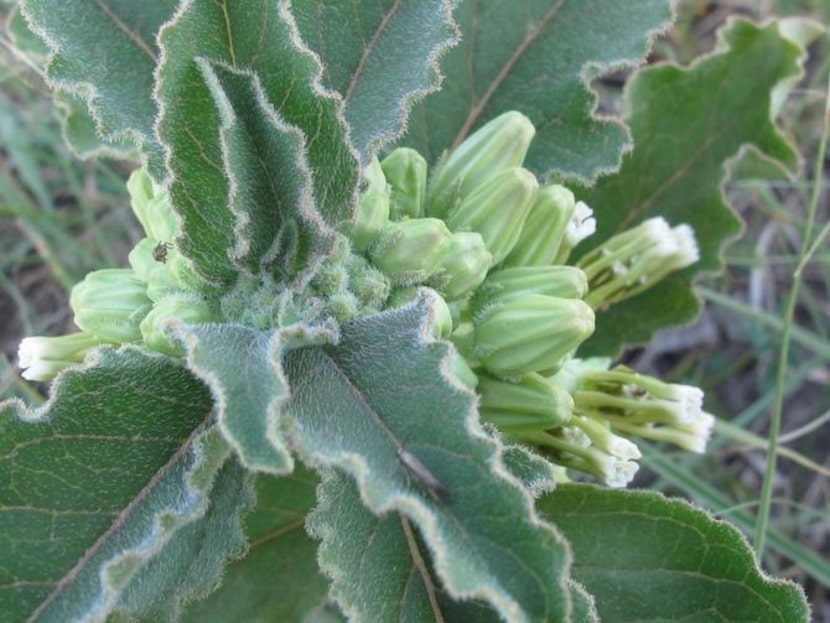 
Fragrant side-cluster milkweed (Asclepias oenotheroides) prefers dry, sandy soils. Its...