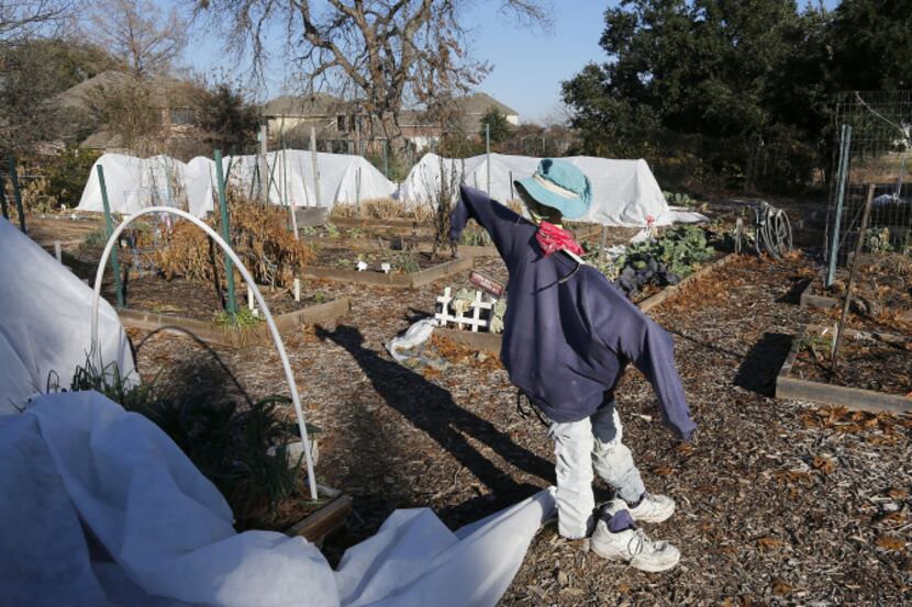 A scarecrow is seen at the Community Unitarian Universalist Church community garden.