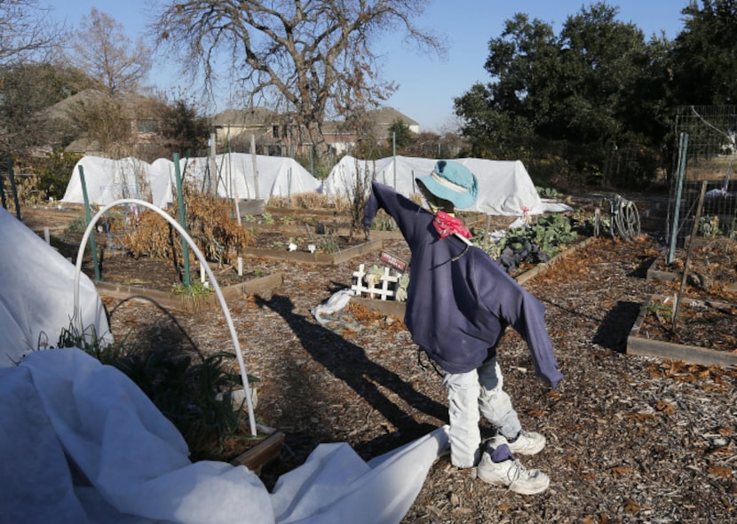 A scarecrow is seen at the Community Unitarian Universalist Church community garden.