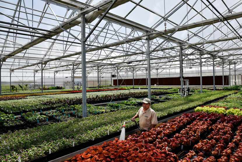 Senior gardener Domingo Celis, 46, spreads water along flower beds at Dallas Arboretum's...