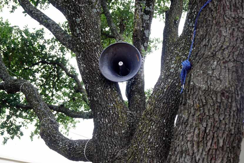 A speaker nestled in a tree is part of the "First Amendment Machine" at Mountain View...