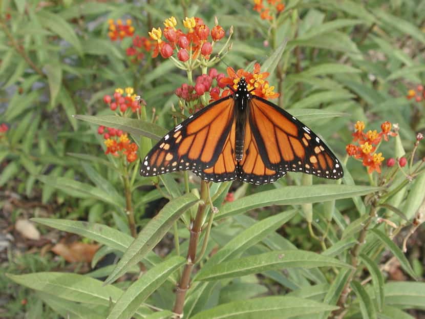 Tropical milkweed, also called Mexican milkweed, needs to be cut back to a height of 6...
