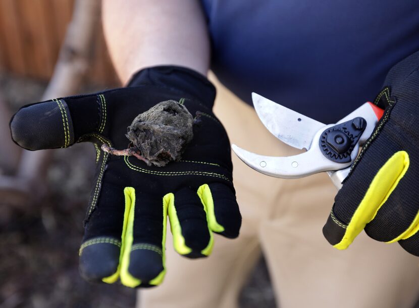 A certified arborist, Cox prunes a rotten peach from a tree in Frisco. (Jason Janik/Special...