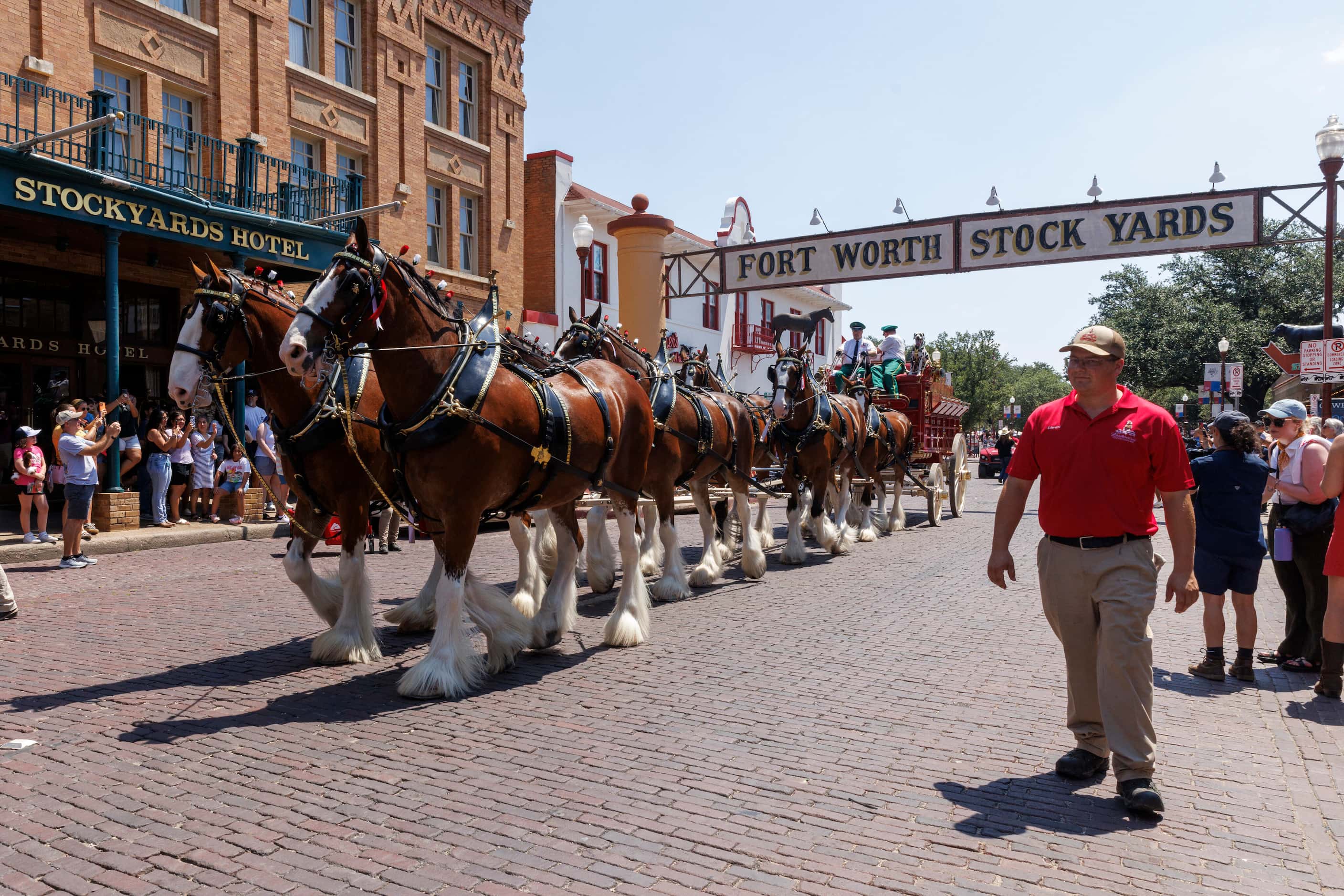 The Budweiser Clydesdales pass the Stockyards Hotel as they make an old-school beer delivery...