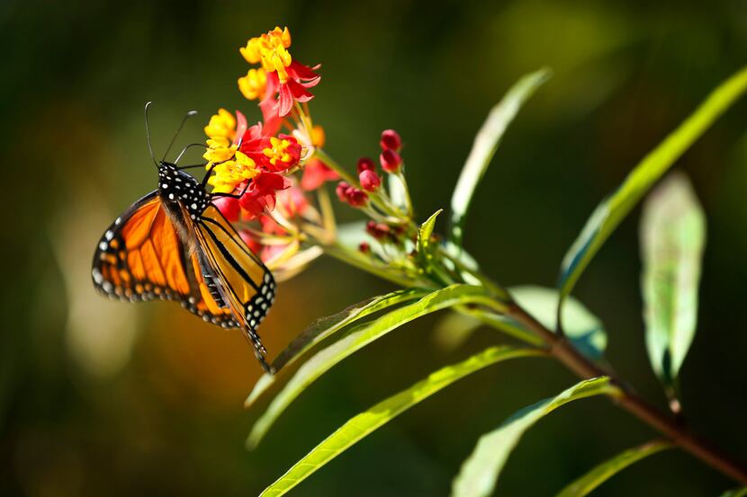 A monarch butterfly finds warmth in the sun on a cool morning at Klyde Warren Park in...