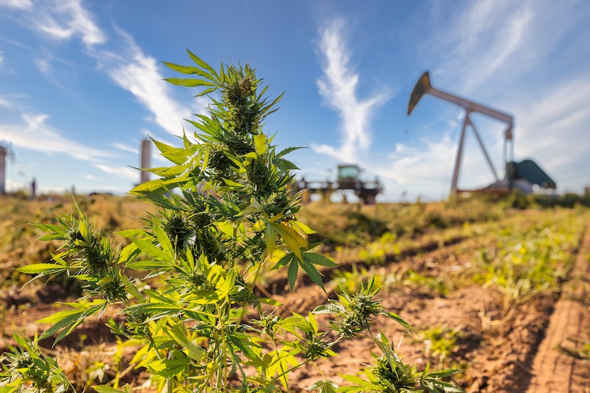 A hemp plant growing at Delta AG's facility in Slaton.