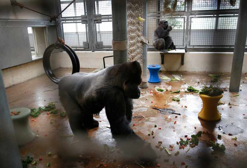 Subira, a silverback gorilla, walks across the heated behind-the-scenes gorilla building at...