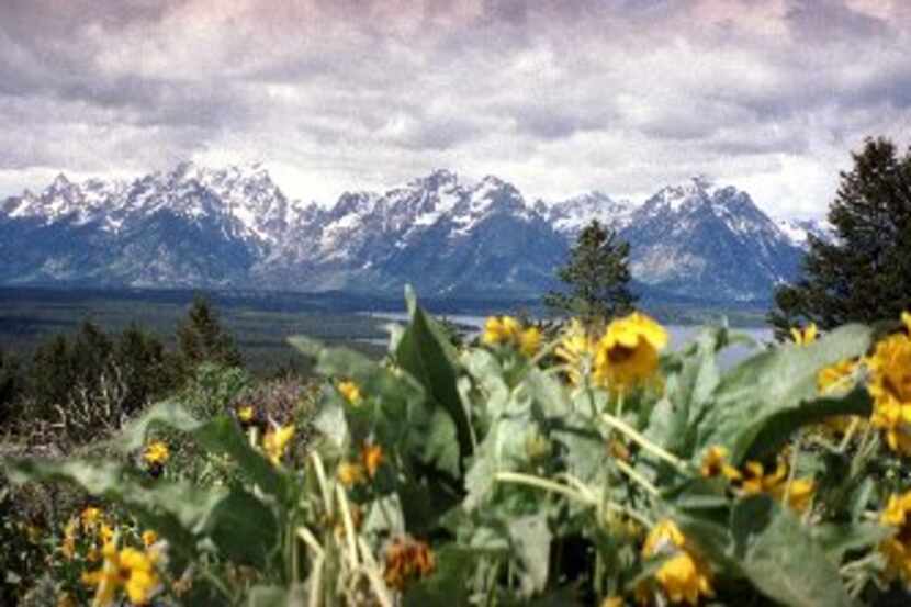 The Grand Tetons,which are part of the Rocky Mountains, as seen from the top of Signal...