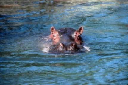  Papa, the last hippo at the Dallas Zoo. died in 2001. (Dallas Zoo)