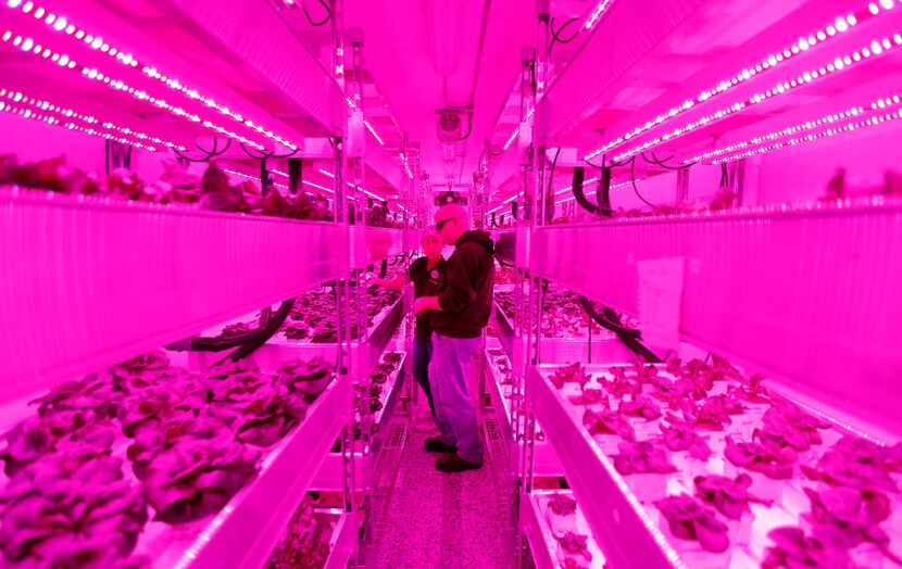 Growers Rebecca Jin (left) and Christopher Pineau tend to plants inside a vertical farm in...