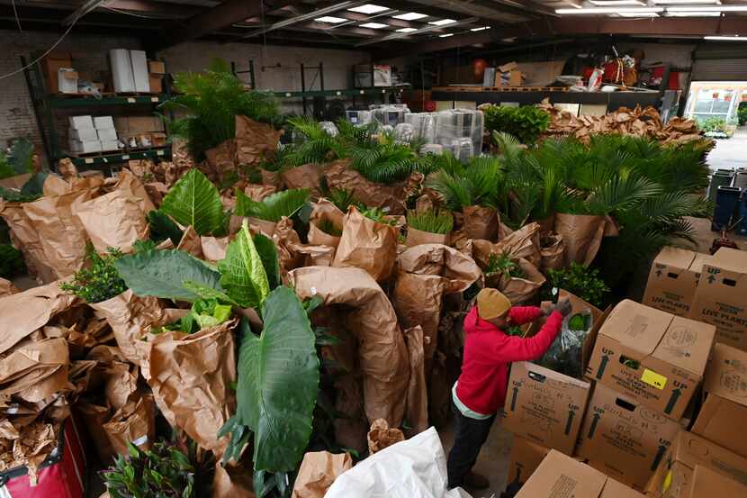 Worker Rodrick Jones, bottom right, unboxes tropical plants as Ruibal's Plants of Texas...