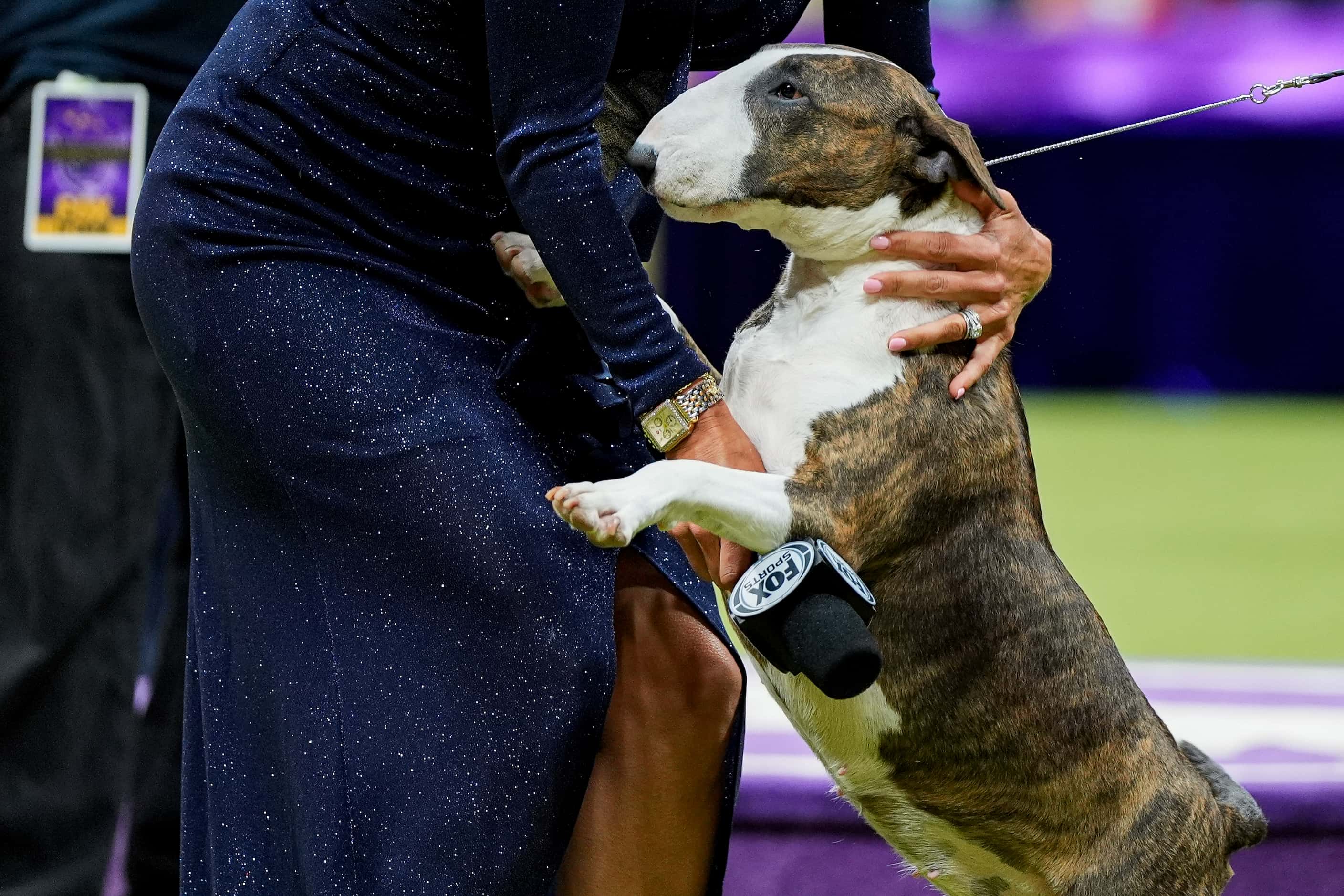 Frankie, a colored bull terrier, jumps after winning the terrier group competition at the...