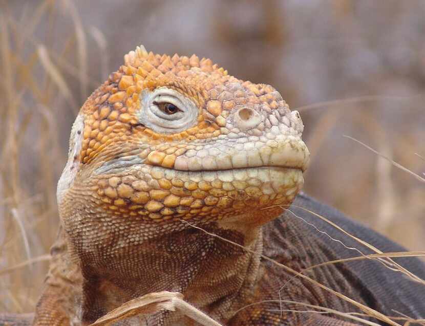 Species such as the Galápagos land iguana are part of the lure of Pikaia Lodge.