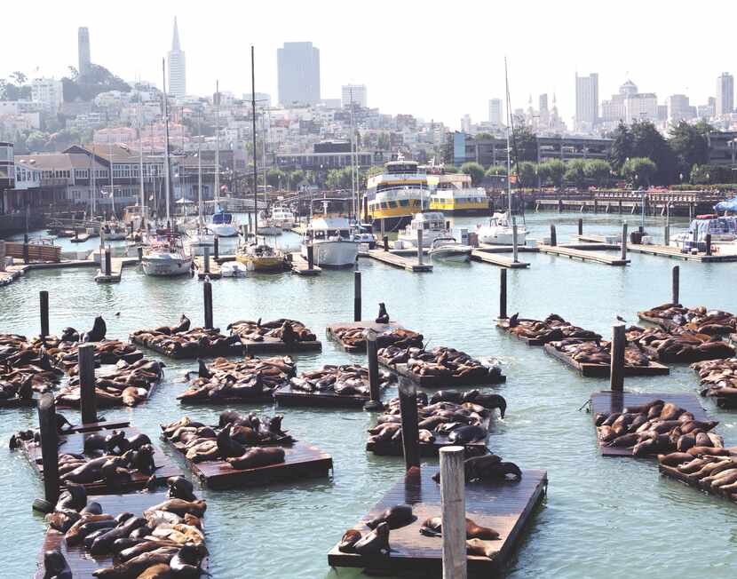 The sea lions at Fisherman's Wharf.