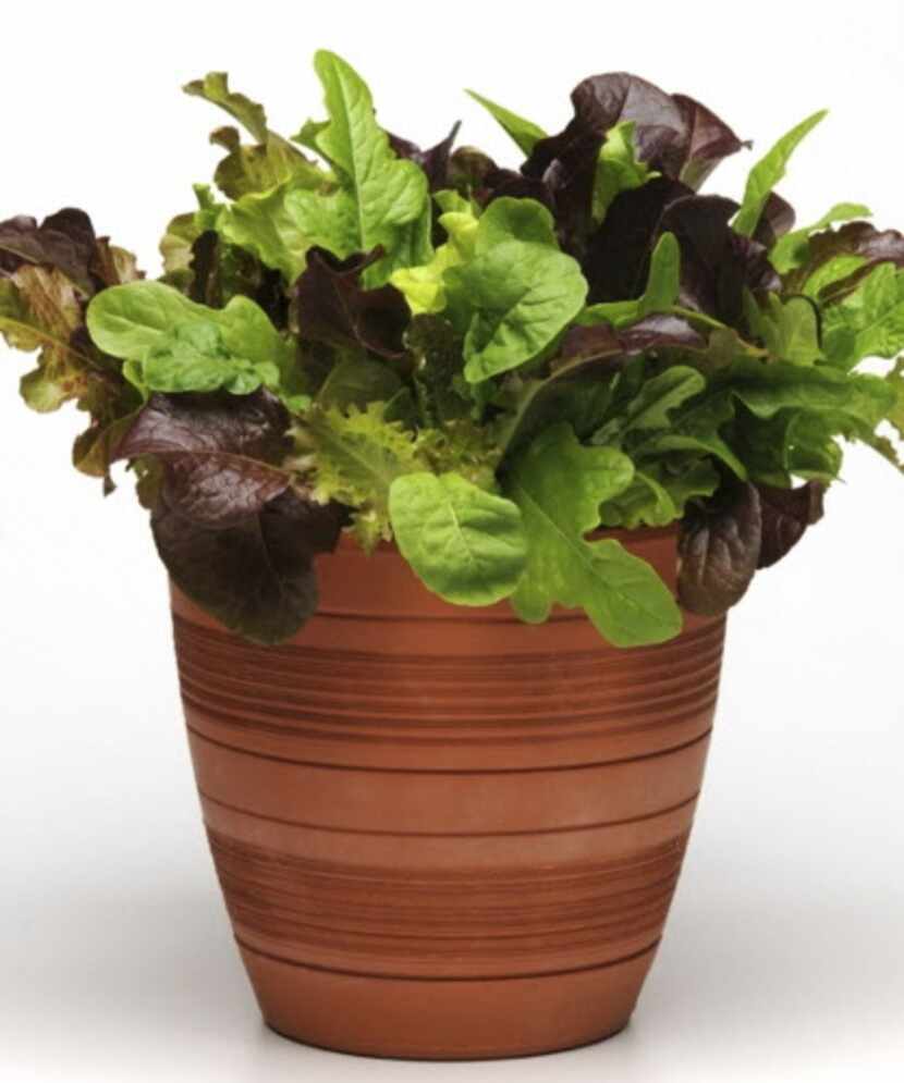 

 
A mix of leaf lettuces from the SimplySalad collection from Pan American Seed took...