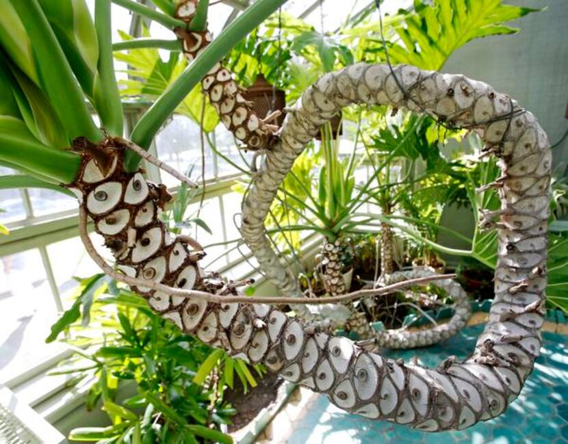 
A very old cut-leaf philodendron coils around the room like a python in the tropics. 
