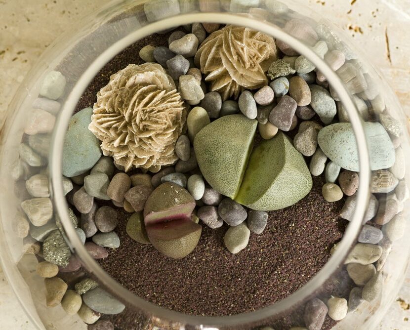 Terrarium with lithops