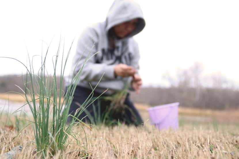 A member of the Muscogee Creek tribe of Oklahoma picks wild onions. Wild onion dinners are a...
