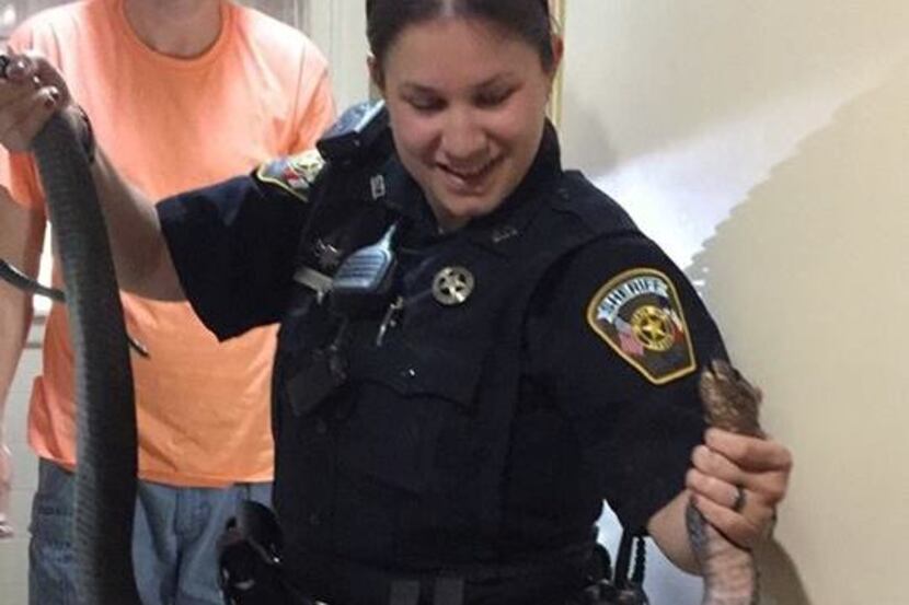 Bee County Sheriff's Deputy Lindsay Scotten removes a Texas indigo snake from a resident's...