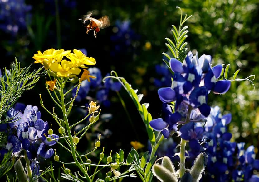A bee dances amongst the wildflowers at Cedar Hill State Park in Cedar Hill, Texas, April...