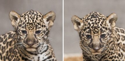 That's Luna on the left, Estrella on the right. Two cute.