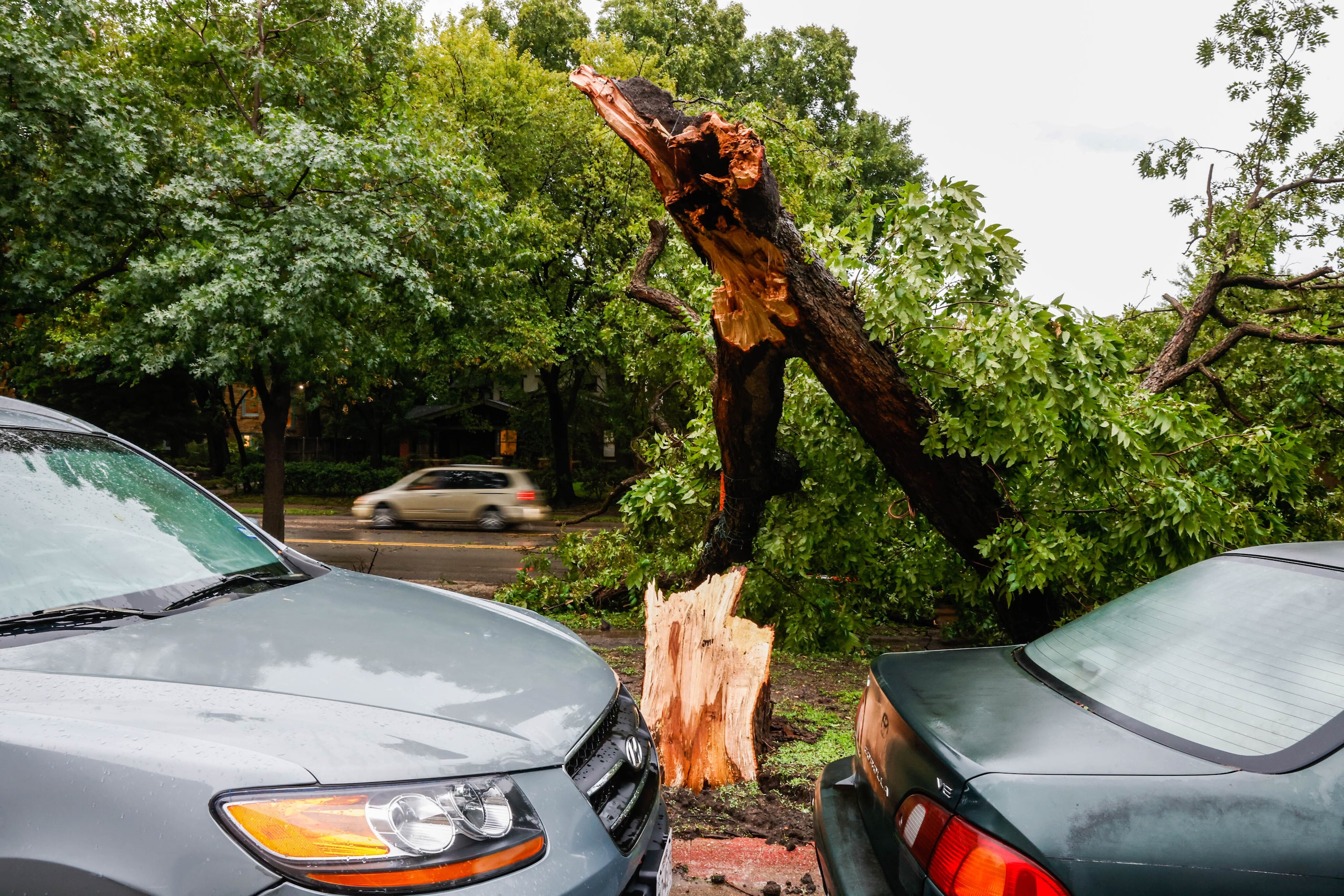 A large tree fell on Gaston Ave near Dumas St, blocking traffic after a severe storm passed...