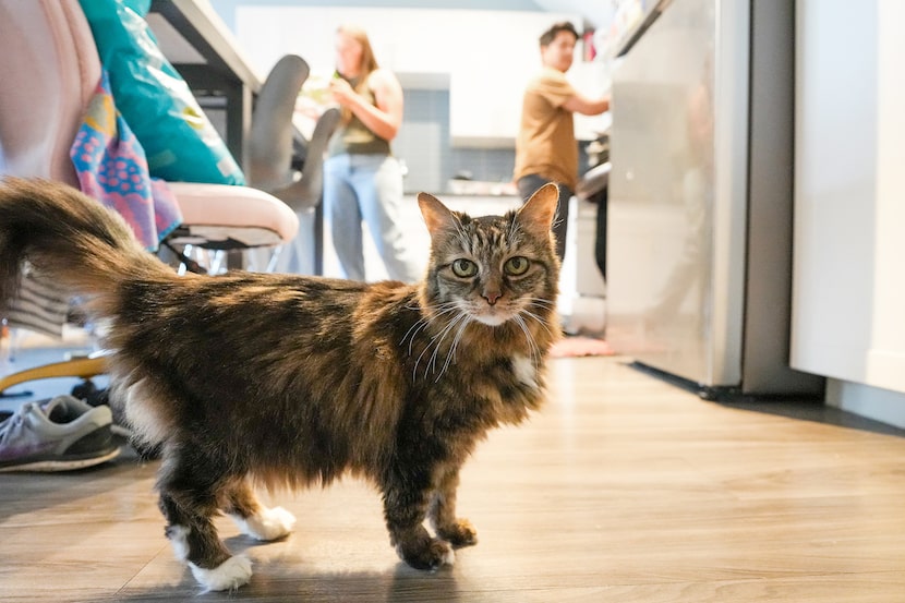 Their cat Lucy joins them in the kitchen as Natalie Taylor and Oscar Silva make dinner at...