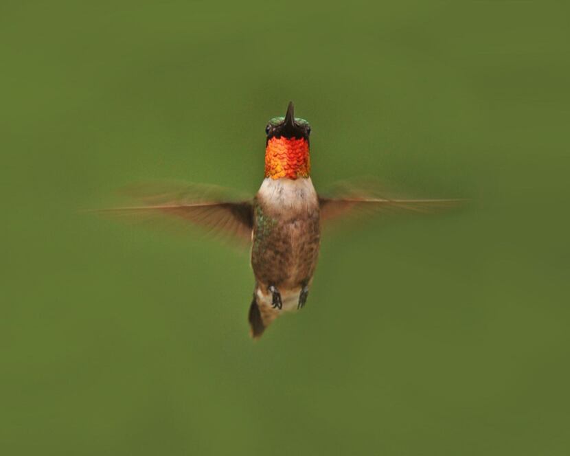 Male ruby-throated hummingbird.